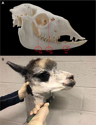 Mandibular Thickness Measurements as Predictive Tool for Specific Dental Disorders in Alpacas (Vicugna Pacos)